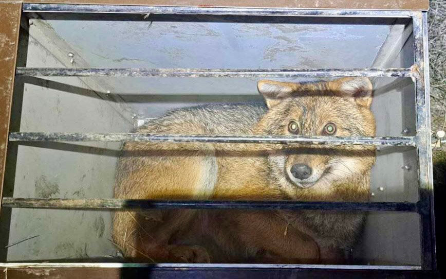 Pat's Wildways: Jackal Study - Fernandina Observer